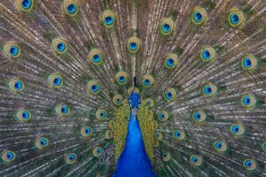 close up photography of blue peacock painting